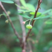 Phyllanthus myrtifolius (Wight) Müll.Arg.